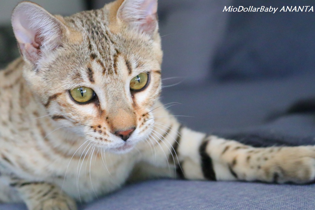 bengal brown spotted